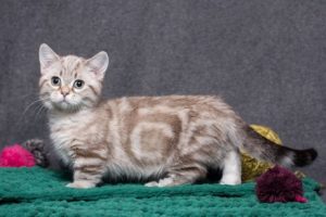 chats de petite taille : munchkin