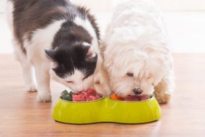 différences entre le chien et le chat