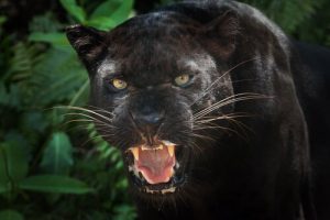 Curiosités sur la panthère noire