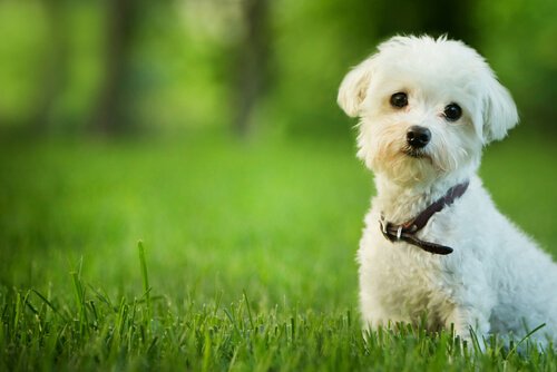 les chiens ont-ils une âme ?