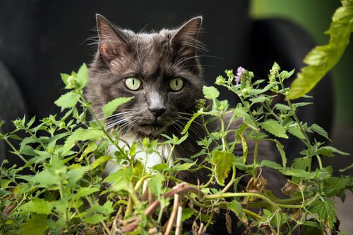 plantes toxiques pour les chats