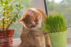 Plantes toxiques pour les chats