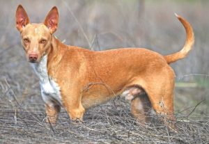 Le Podenco espagnol : créé pour la chasse
