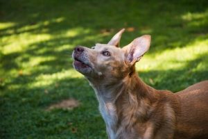 podenco espagnol