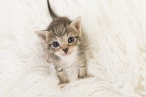 Comment prendre soin d'un chaton ?
