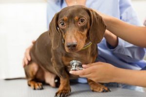 Conseils pour prendre bien soin de vos compagnons