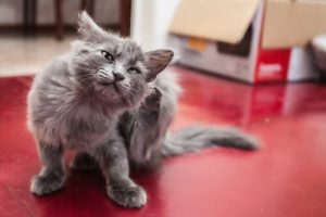 mon chat court comme un fou à cause des puces