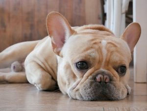 motiver un chien