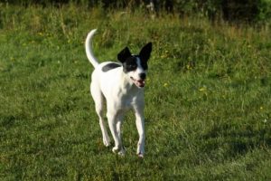 chiens rapides : rat terrier