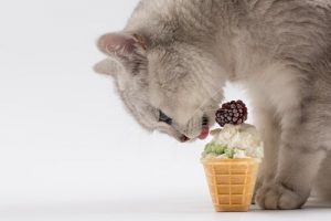 Recettes estivales pour votre chat