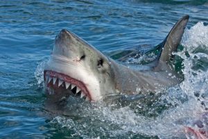 quand un requin attaque-t-il ?