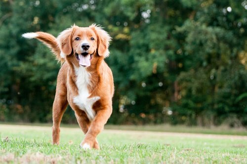 retriever