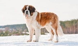 saint bernard