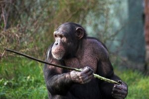 Les singes qui chassent avec une lance de Fongoli