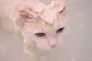 Les soins du pelage du chat Angora