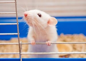 Les souris comme animaux de compagnie