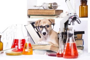 Que valent les tests d'intelligence pour animaux ?