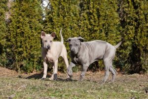 Thai Ridgeback Dog