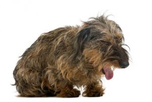 problèmes respiratoires chez le chien
