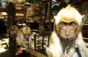 L'Espagne, la porte d'entrée du trafic illégal d'animaux en Europe