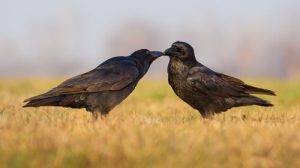corbeau comme animal de compagnie
