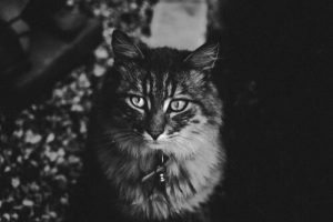 mon chat court comme un fou