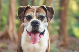 Les signes qui montrent que votre chien vieillit
