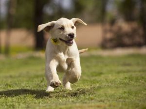 défilé de vêtements pour chiens