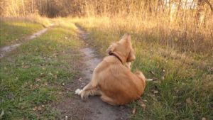 Allergies canines : causes et symptômes
