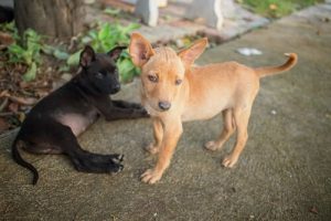 Les animaux de compagnie qui souffrent du manque de nourriture au Vénézuela