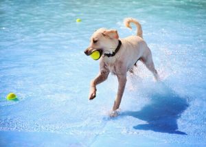 Deux parcs aquatiques pour chiens
