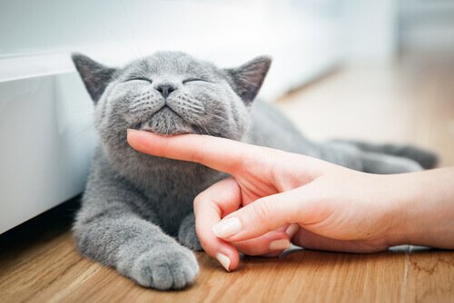 bien s'entendre avec un chat : l'approcher quand il le permet