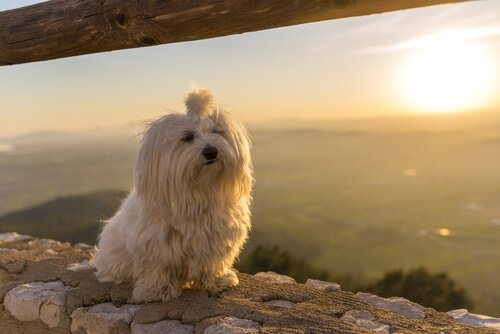 la boiterie du bichon