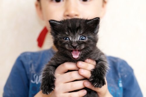 les chats qui miaulent