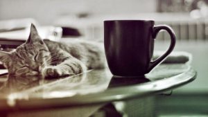 cat-café