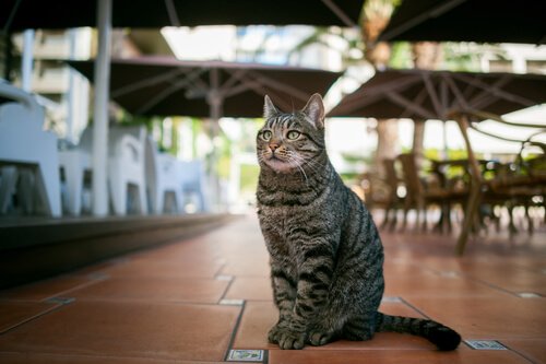 "Cat-café" : une cafétéria où s'entourer de chats