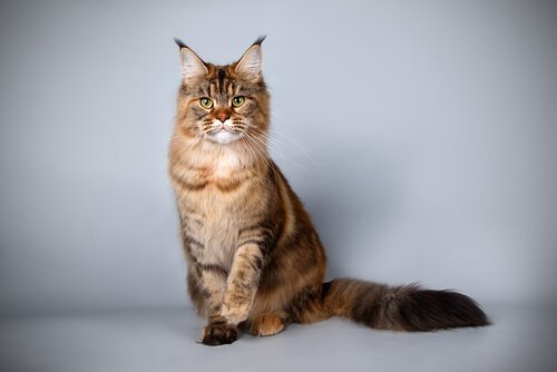 Maine Coon