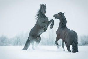 Ils découvrent un cheval préhistorique gelé