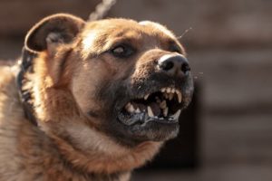 Apprenez à comprendre pourquoi les chiens peuvent attaquer