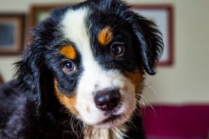 races de chien espagnole : bouvier