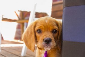 10 choses à éviter si vous respectez votre chien