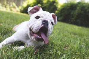 5 astuces contre la mauvaise haleine des chiens
