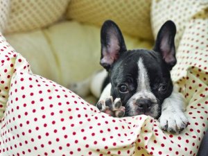 Mon chien urine sur le lit, que dois-je faire ?