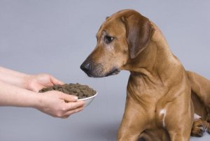 mauvaise haleine chez le chien