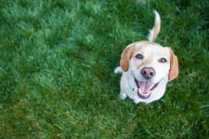 4 habitudes saines pour le cœur de votre chien