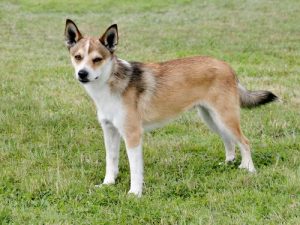 5 chiens en danger d'extinction