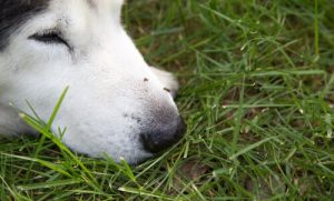 Soin des chiens atteints par le virus Zika