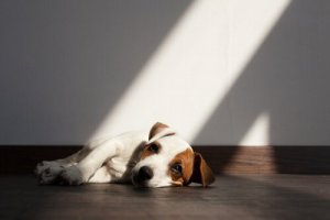 Les parasites intestinaux chez le chien