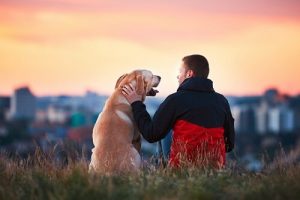 Les cinq chiens fidèles ayant le plus marqué l'histoire