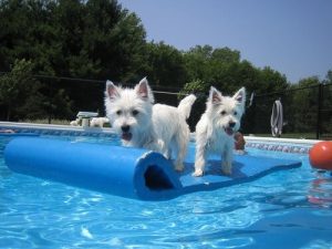 Les types de jeux en piscine pour votre chien